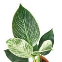 Philodendron 'Birkin'