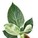 Philodendron 'Birkin'