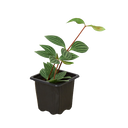 Peperomia 'Parallel'