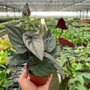 Syngonium 'Red Arrow'