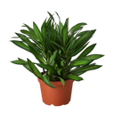 Dracaena 'Song of Jamaica'