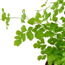 Black Maidenhair Fern - Adiantum capillus-veneris
