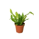 Fern 'Crocodile'