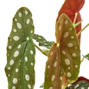 Begonia 'Maculata'