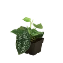 Pothos 'Satin'