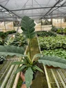 Philodendron 'Jungle Boogie'