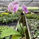 Orchid 'Light Pink Phalaenopsis'