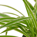 Spider Plant 'Reverse' - Chlorophytum comosum