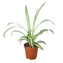 Spider Plant 'Reverse' - Chlorophytum comosum