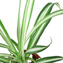 Spider Plant 'Reverse' - Chlorophytum comosum