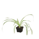 Spider Plant 'Reverse' - Chlorophytum comosum