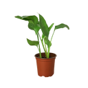 White Bird of Paradise 'Strelitzia Nicolai'