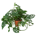 Swiss Cheese Plant - Monstera adansonii