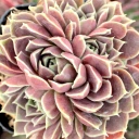Sempervivum heuffelii 'Purple Haze'