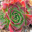 Sempervivum heuffelii 'Wotan' (Outdoors) - August