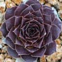 Sempervivum heuffelii 'Wotan' (Outdoors) - February