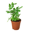 Pteris Cretica 'Albo Fern'