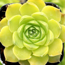 Sempervivum heuffelii 'Lemon Sky' (Young) - Spring