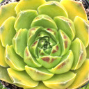 iberis-first-flush-compact-