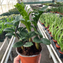 ZZ Plant 'Zenzi' - Zamioculcas zamiifolia