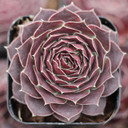 Sempervivum heuffelii 'Hot Lips' (Young) - January