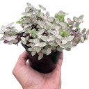 Tradescantia Callisia 'Pink Panther'