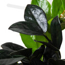 ZZ Plant 'Black Queen' - Zamioculcas zamiifolia