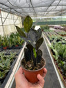 ZZ Plant 'Black Queen' - Zamioculcas zamiifolia