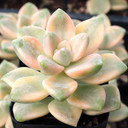 Graptoveria 'Titubans Variegata' - July