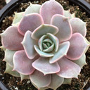 Echeveria 'Pink Diamond'