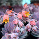 Echeveria 'Angel Kissed' [large] - April - Blooms