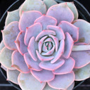 Echeveria 'Angel Kissed' [large] - April