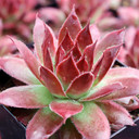 Sempervivum 'Fashion Diva' - April