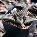 Haworthia 'Kintoku' - April