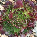 Sempervivum heuffelii 'Fandango' (Outdoors) - November