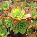 Sempervivum heuffelii 'Fandango' cluster