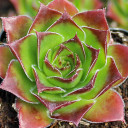Sempervivum heuffelii 'Fandango' - March