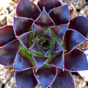 Sempervivum heuffelii 'Fandango' (Outdoors) - February
