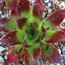 Sempervivum heuffelii 'Fandango' (Outdoors) - May