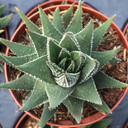 Haworthia minor [large]