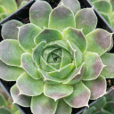 Sempervivum heuffelii 'Beacon Hill' - February