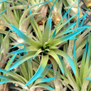 Air Plant - Tillandsia velutina 'Blue Raspberry' (enhanced) [3"-4"]
