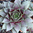Sempervivum 'Blade of Steel' - April
