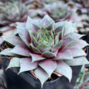 Sempervivum 'Blade of Steel' - April