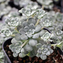 Sedum spathulifolium 'Cape Blanco'