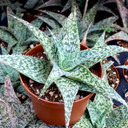 Aloe 'White Fox' [large] - April
