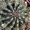 Eriosyce subgibbosa [large] - April
