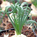 Albuca spiralis 'Frizzle Sizzle'