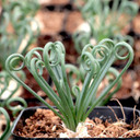 Albuca spiralis 'Frizzle Sizzle'