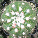Parodia oxycostata